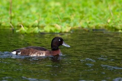 Baer's Pochard photo 2
