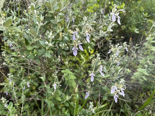 Tree Germander (Teucrium fruticans)