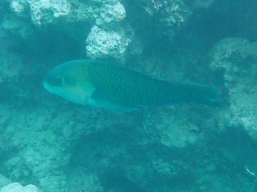 Hemigymnus melapterus