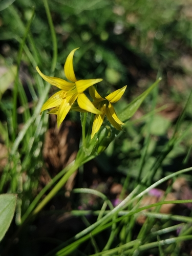 Least Gagea (Gagea minima)