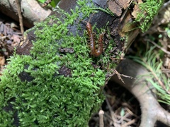 Scolopocryptops spinicaudus