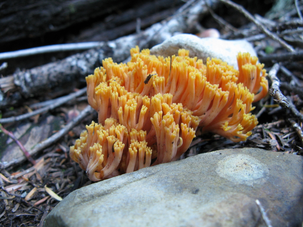 Ramaria cyaneigranosa