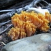 Ramaria cyaneigranosa - Photo (c) Stephen Bentsen, some rights reserved (CC BY-NC-ND)