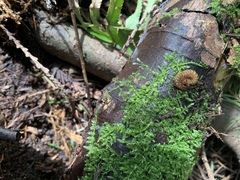 Scolopocryptops spinicaudus