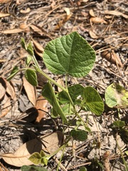 Rhynchosia difformis