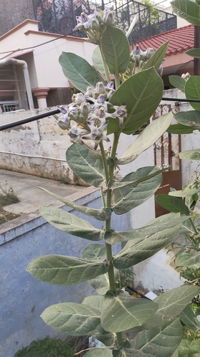Giant Milkweed (Calotropis gigantea)