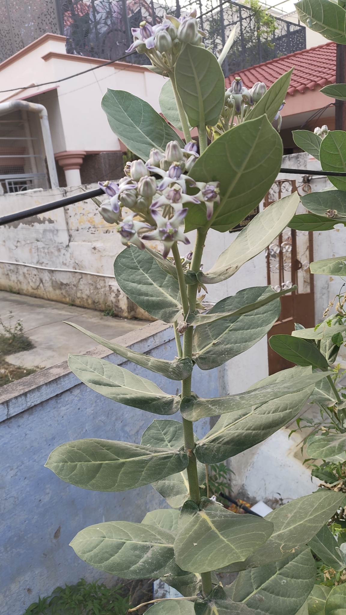 Giant Milkweed (Calotropis gigantea)