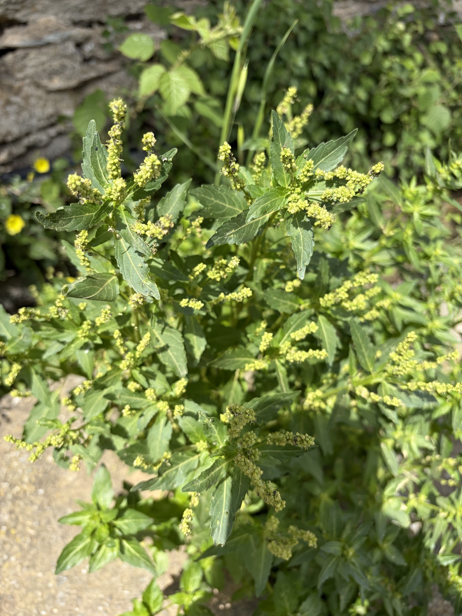 Annual Mercury (Mercurialis annua)
