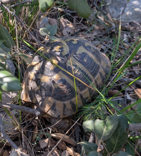 Testudo hermanni