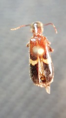 Cymatodera tricolor