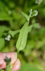Myosotis macrosperma