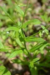 Myosotis macrosperma