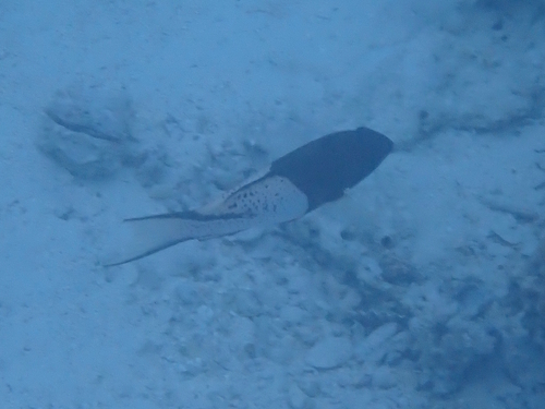 Bodianus anthioides