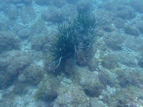 Neptune Grass (Posidonia oceanica)