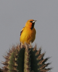 Icterus pustulatus