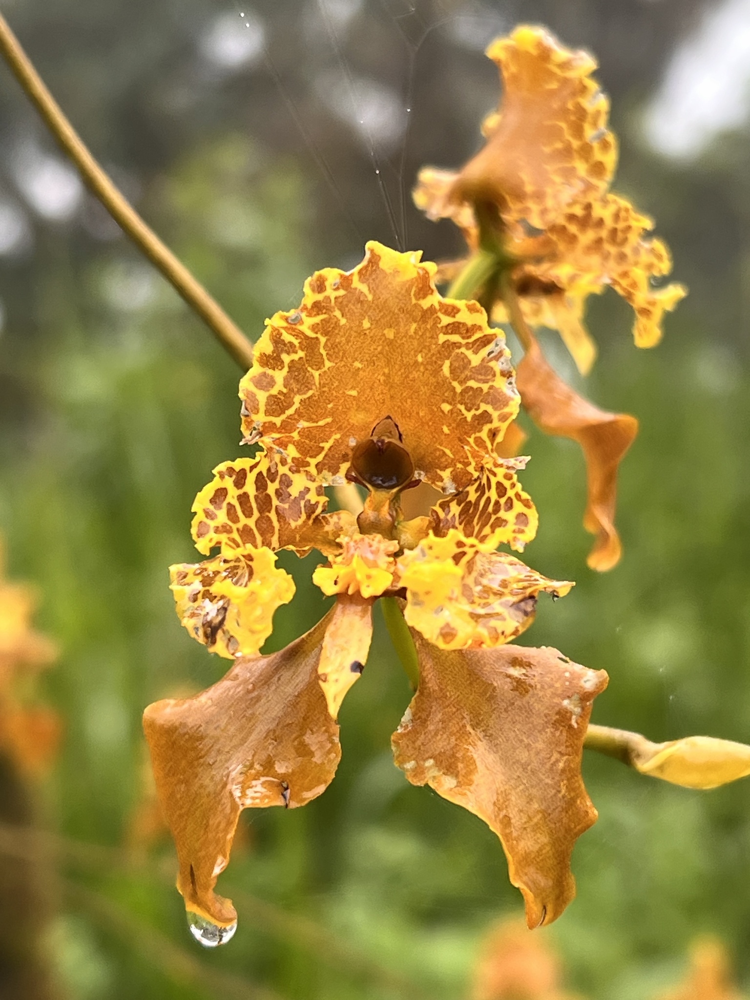 Cyrtochilum pozoi Königer 2