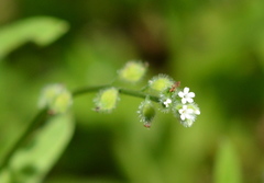 Myosotis macrosperma