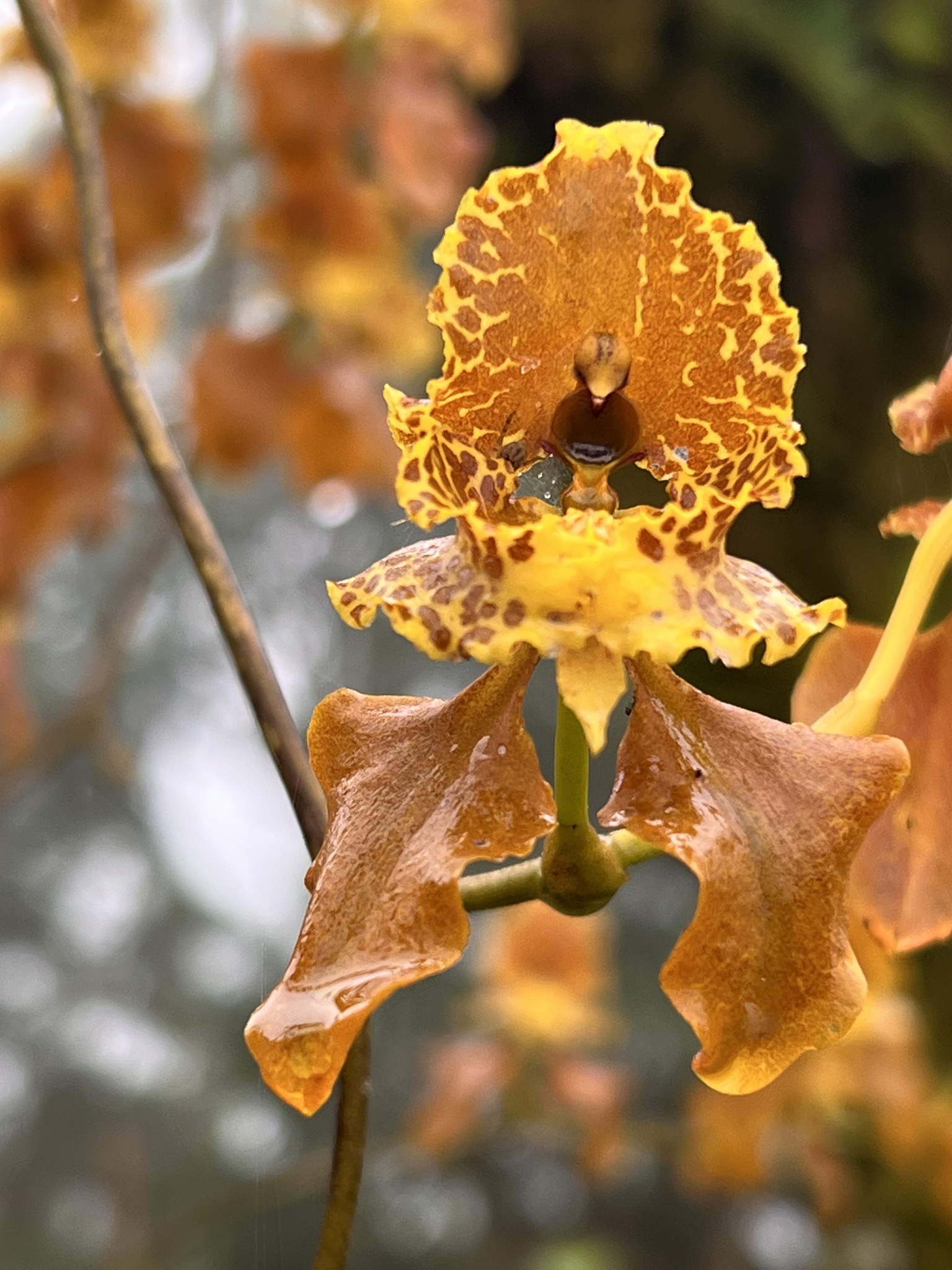 Cyrtochilum pozoi Königer 3