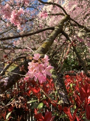 Cerasus