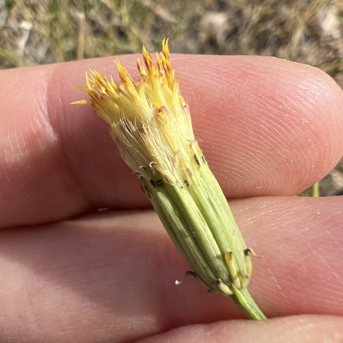 San Felipe Dogweed (Adenophyllum porophylloides)