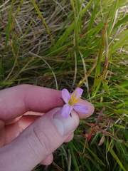 Rhexia mariana mariana