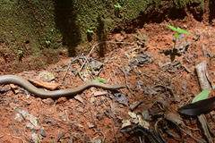 Ithycyphus