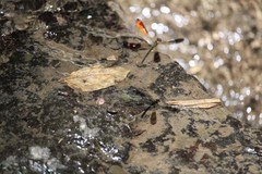 Heliocypha fenestrata cornelli