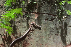 Ithycyphus