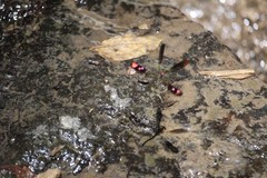 Heliocypha fenestrata cornelli