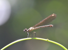 Heliocypha fenestrata