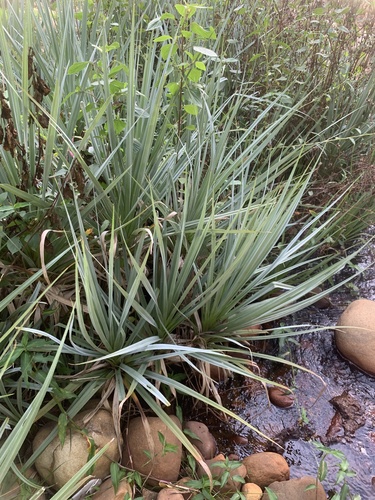 Palmiet (Prionium serratum)