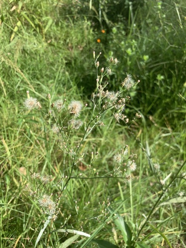 saltmarsh aster (Symphyotrichum squamatum)