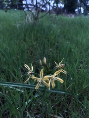 Triteleia ixioides scabra
