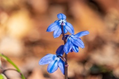 Scilla forbesii