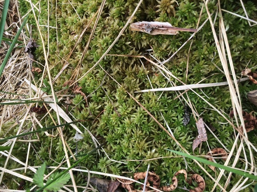 Image of Sphagnum centrale by no rights reserved