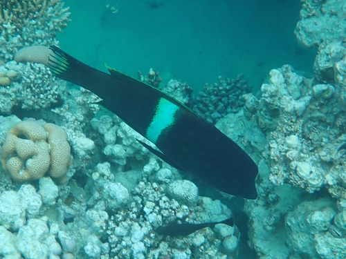 Coris aygula
