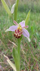 Ophrys apifera laetitiae