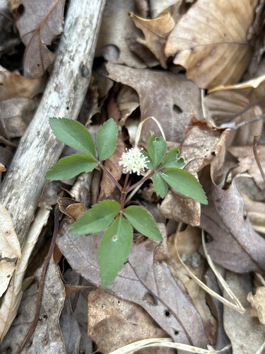 dwarf ginseng (Panax trifolius)
