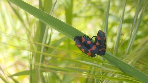 Cercopis