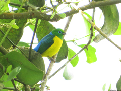 Chlorophonia cyanea