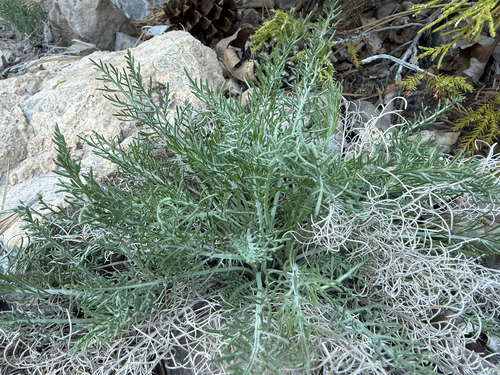 Fineleaf Woollywhite (Hymenopappus filifolius)