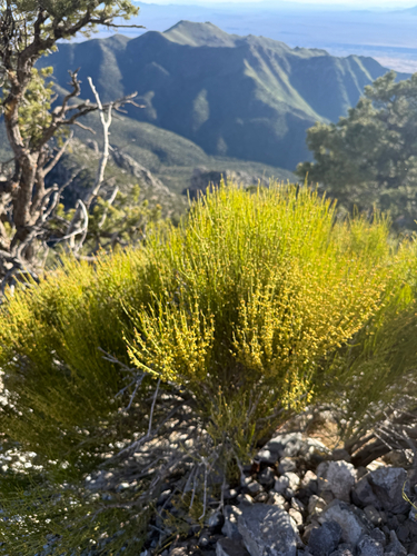 Green Ephedra (Ephedra viridis)