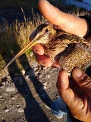 Gallinago magellanica