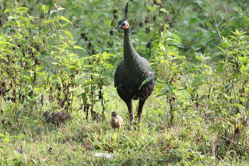Green Peafowl (Pavo muticus), photo 6