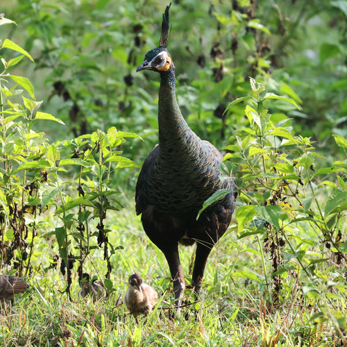 Green Peafowl (Pavo muticus), photo 5