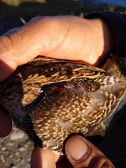 Gallinago magellanica