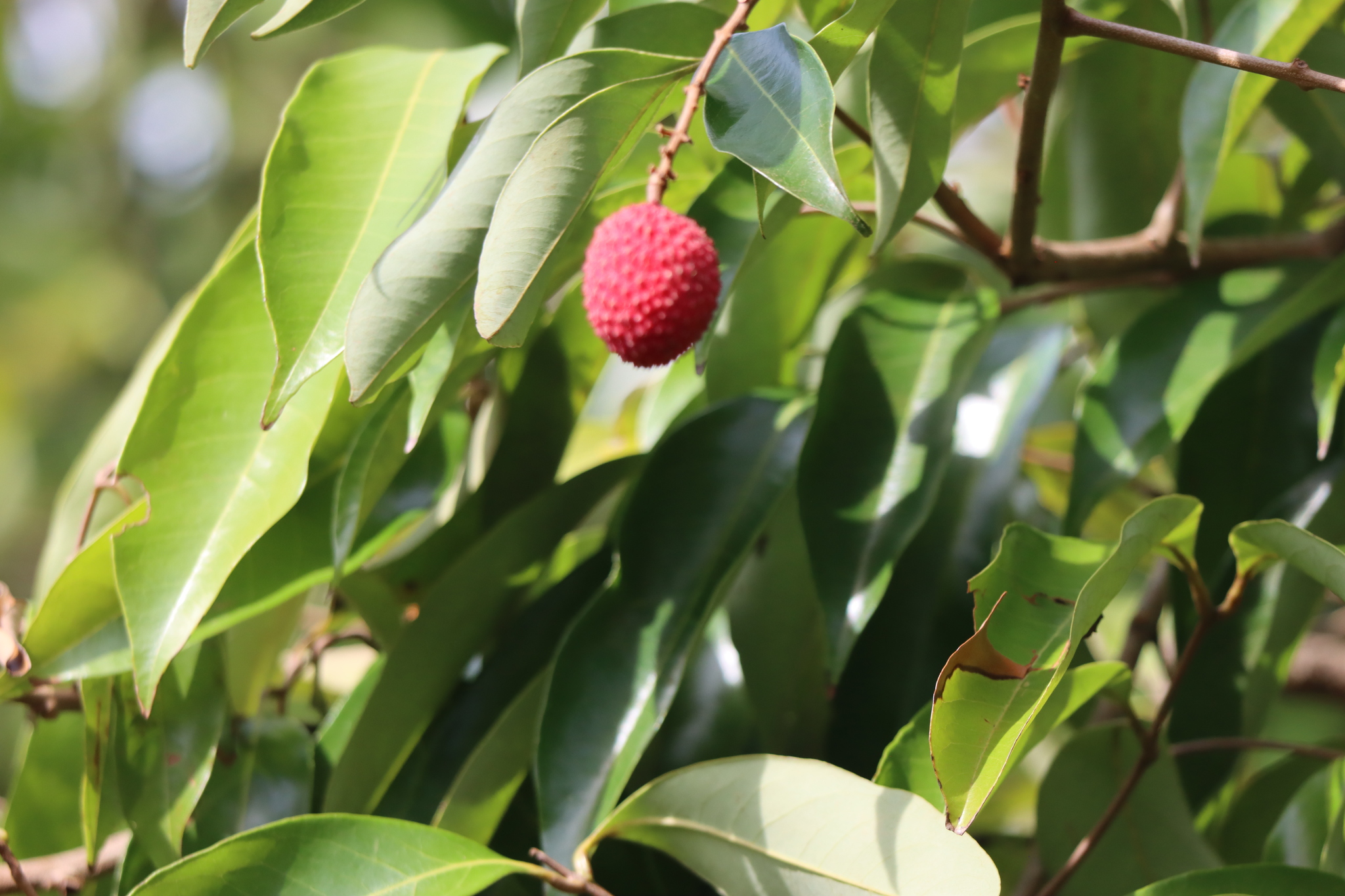 Foto de Litchi chinensis Sonn.