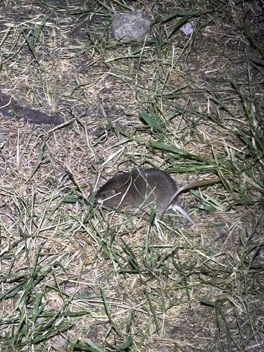 iNaturalist observation photo of Hamsters, Voles, Lemmings, and Allies