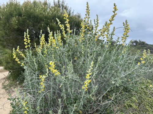 Albaida (Anthyllis cytisoides)