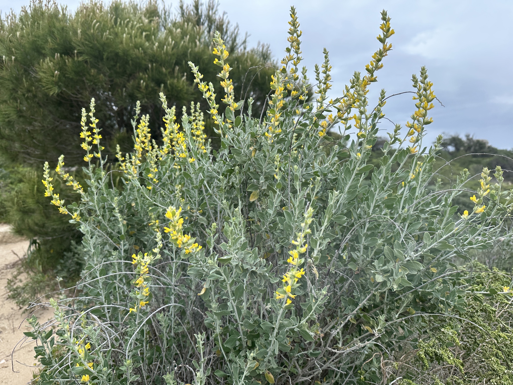 Albaida (Anthyllis cytisoides)